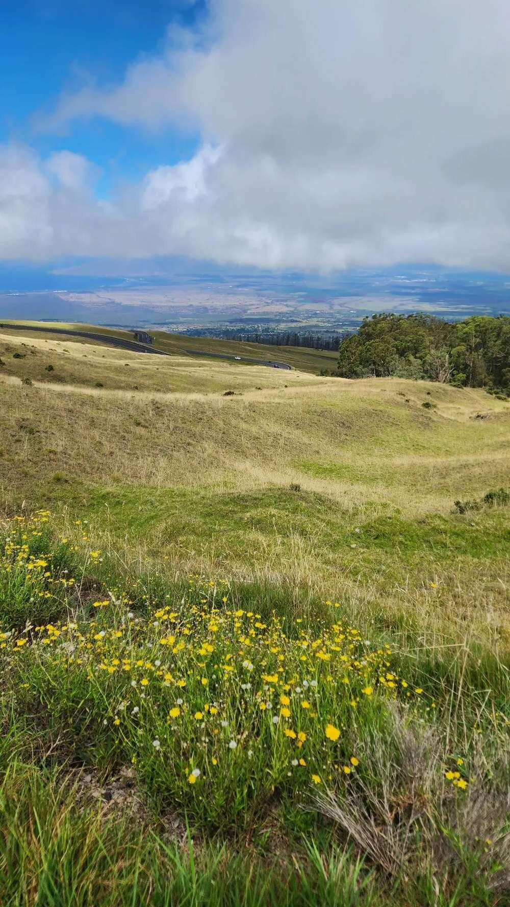Upcountry Maui – Rolling Hills Engagement Photo Location | Dreamgraphy Rolling green hills and yellow wildflowers in Upcountry Maui with a wide valley view, a scenic location for engagement photos